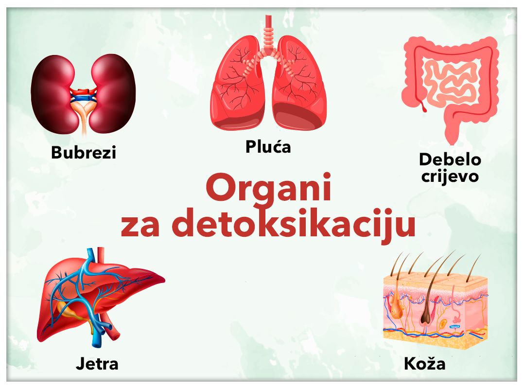 Organi za detoksikaciju